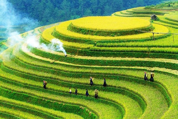 Mu Cang Chai terraced fields