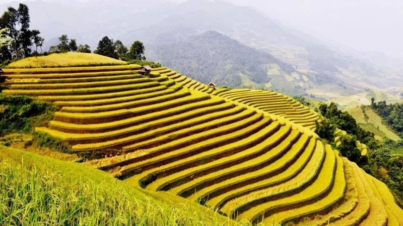 Hoang Su Phi Terraced Fields